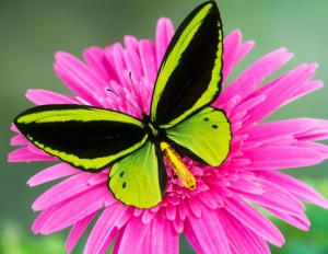 wings of change
