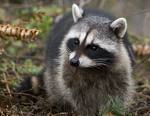 Racoon